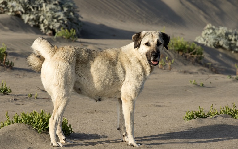 Anatolische herder