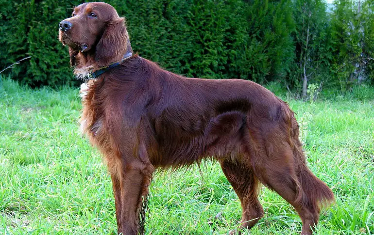 Ierse Setter-puppy's