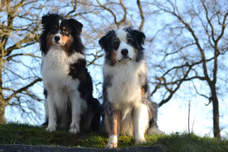 Australische herder pup