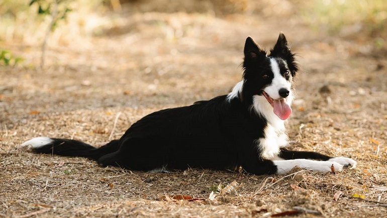 bordercollie