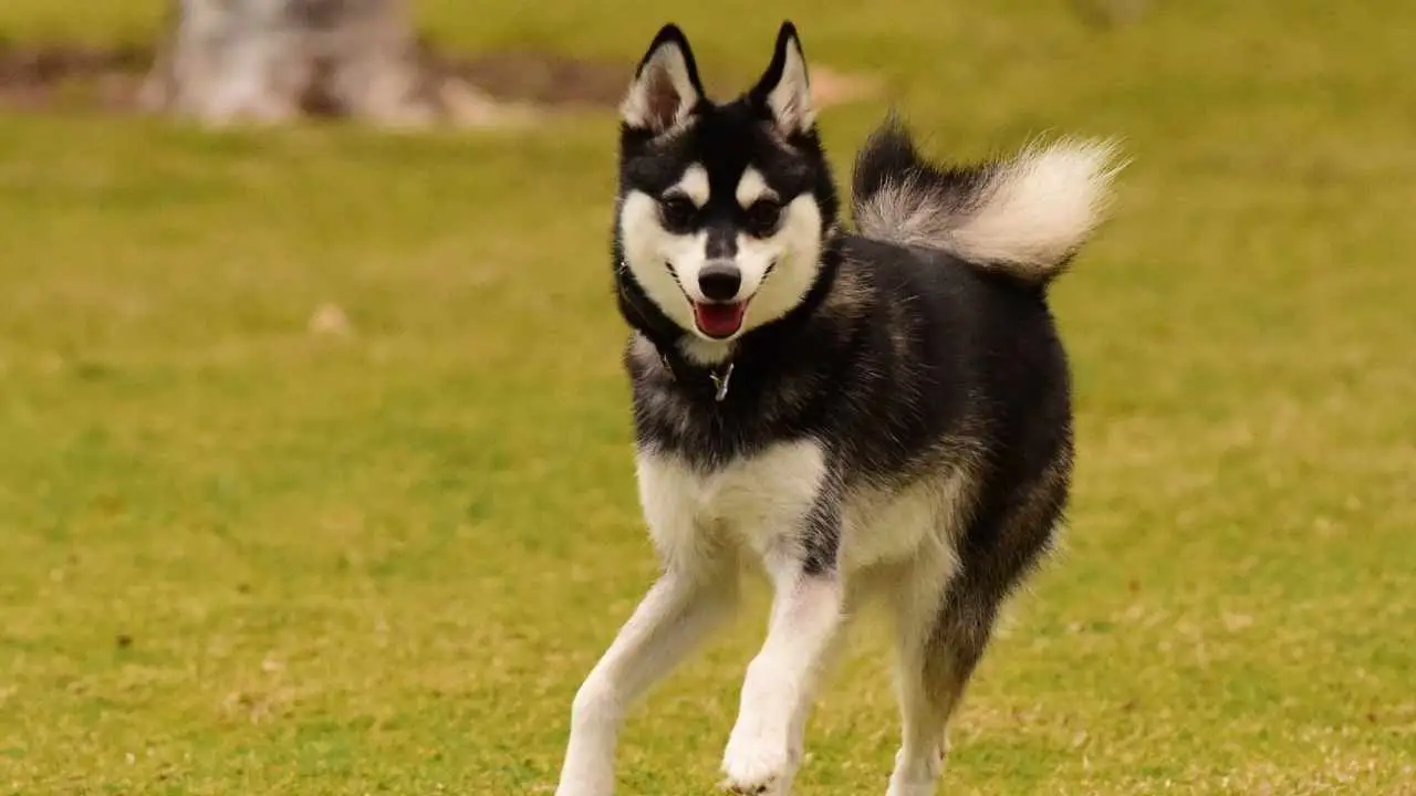 Klee Kai uit Alaska