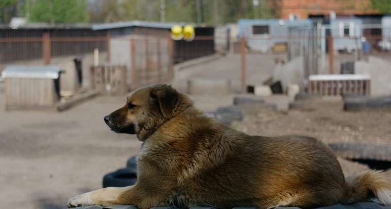 Gezondheid en verzorging van Anatolische herdershonden