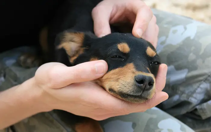 waarom blijft mijn hond zeuren