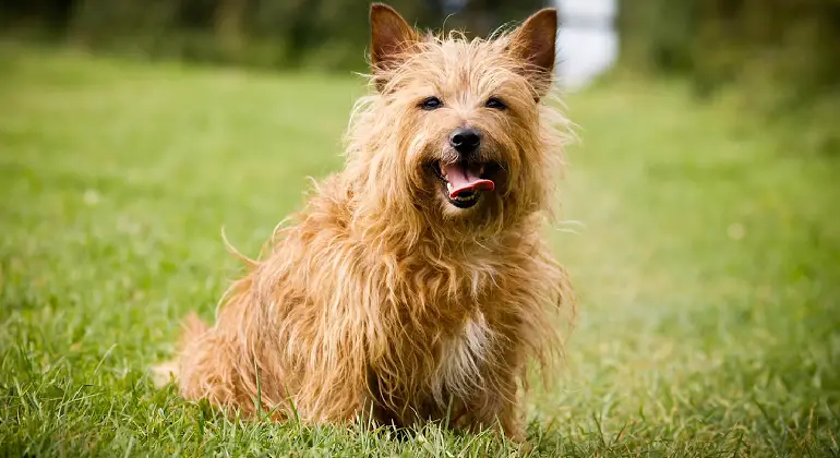 Australische terriër pups