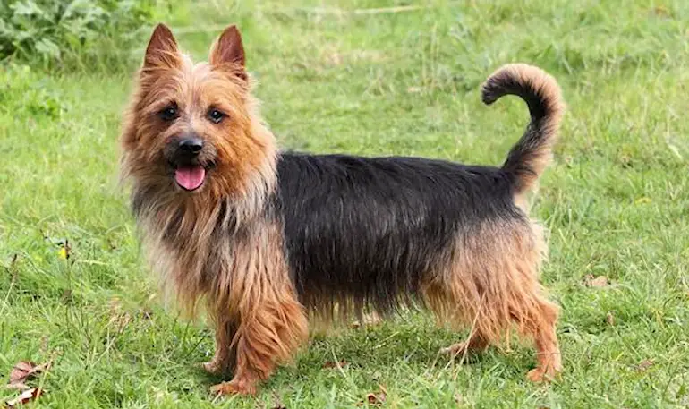 Australian Terrier review