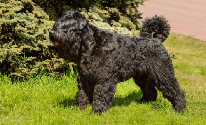 Bouvier des Flandres-puppy's
