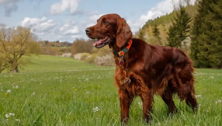 Ierse setter kort haar
