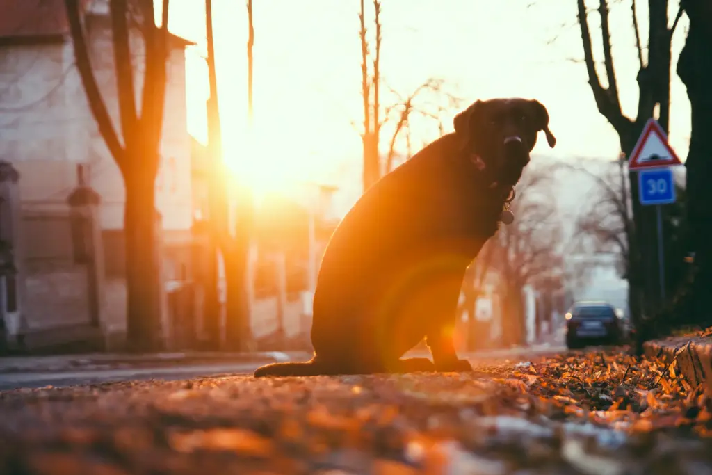 moet ik mijn hond laten castreren