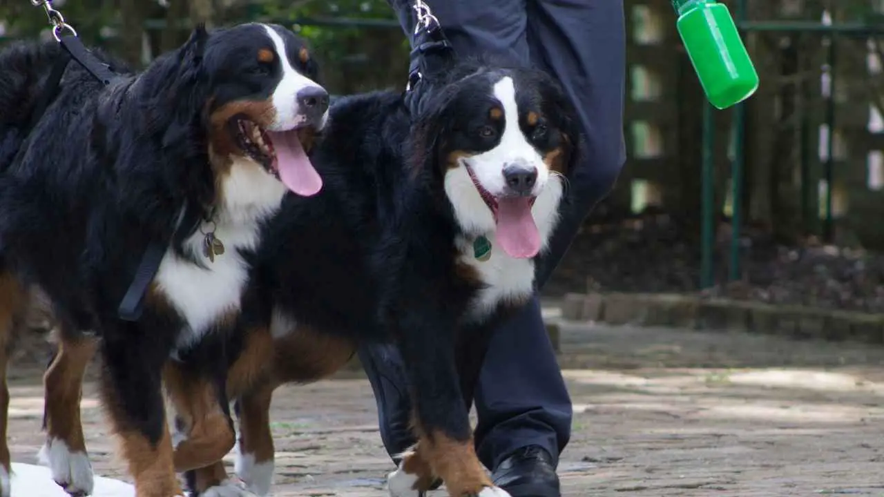 Berner Sennenhond