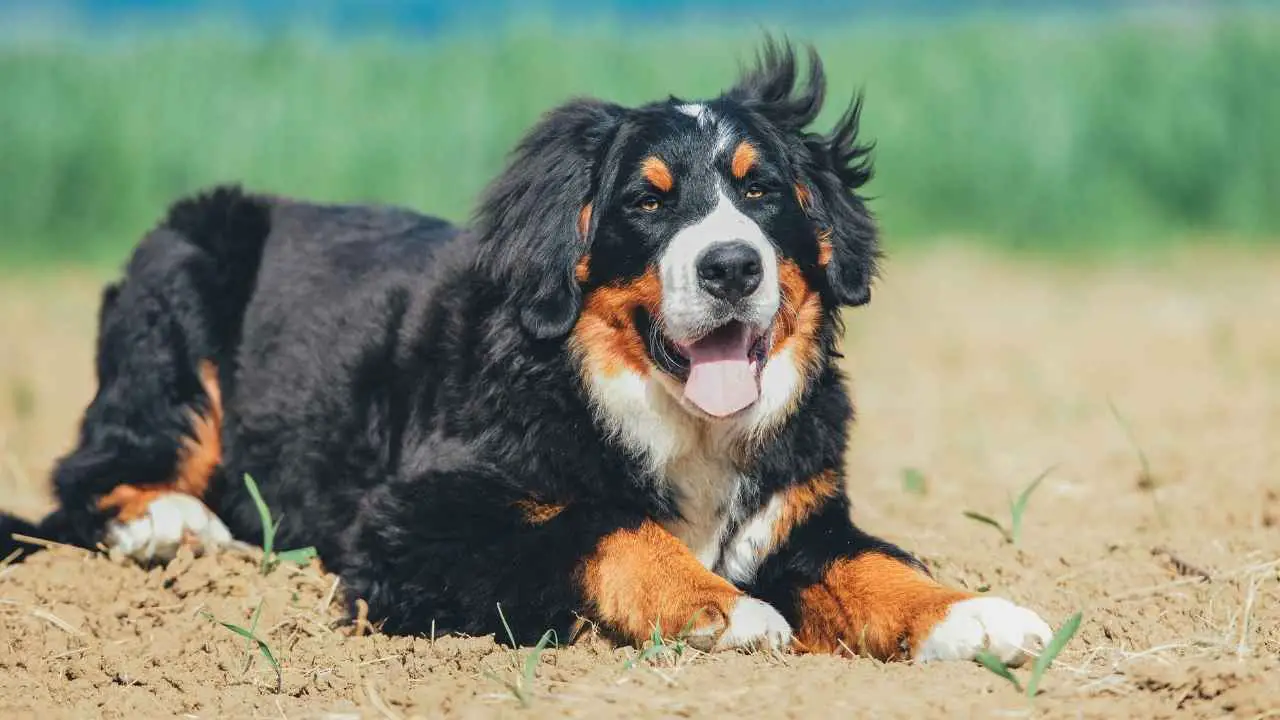 Berner Sennenhond