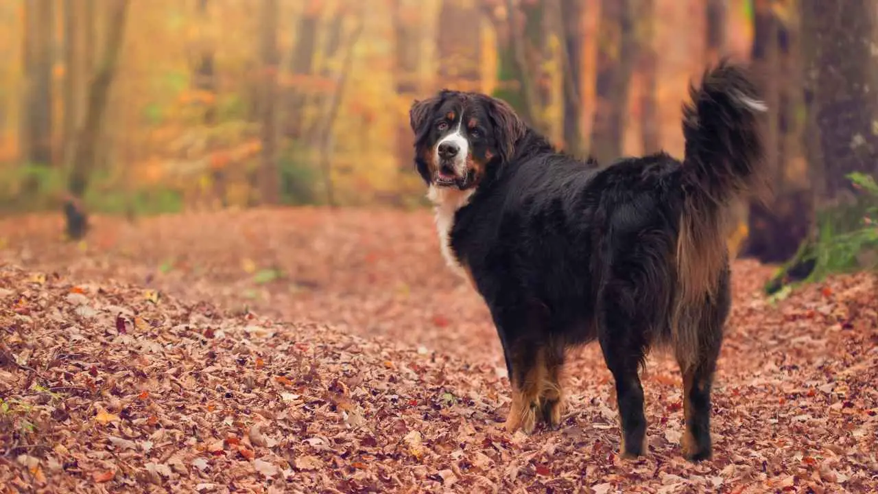 Berner Sennenhond