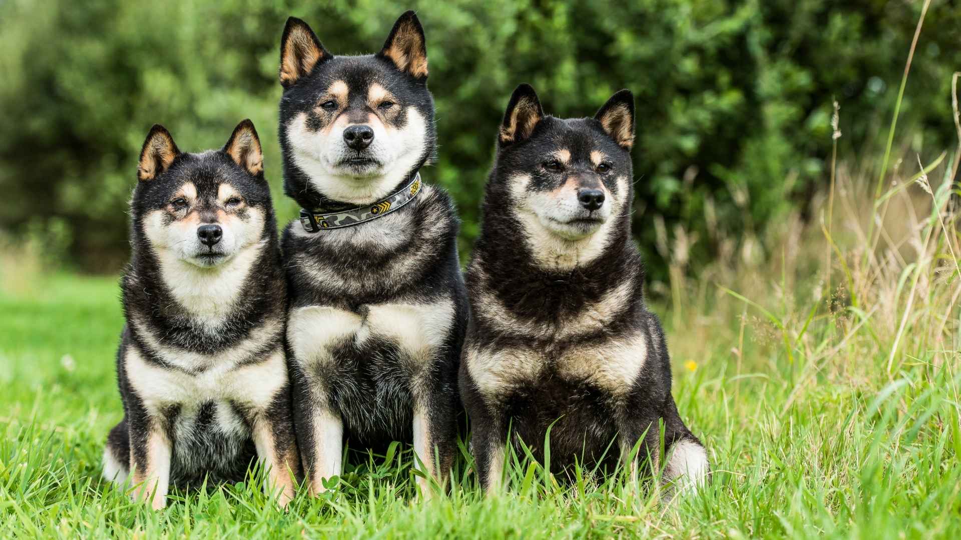 Best Japanese Dog Breeds