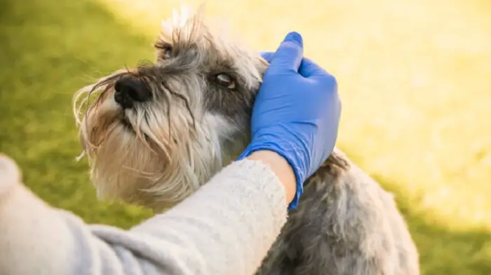 normale hartslag van de hond