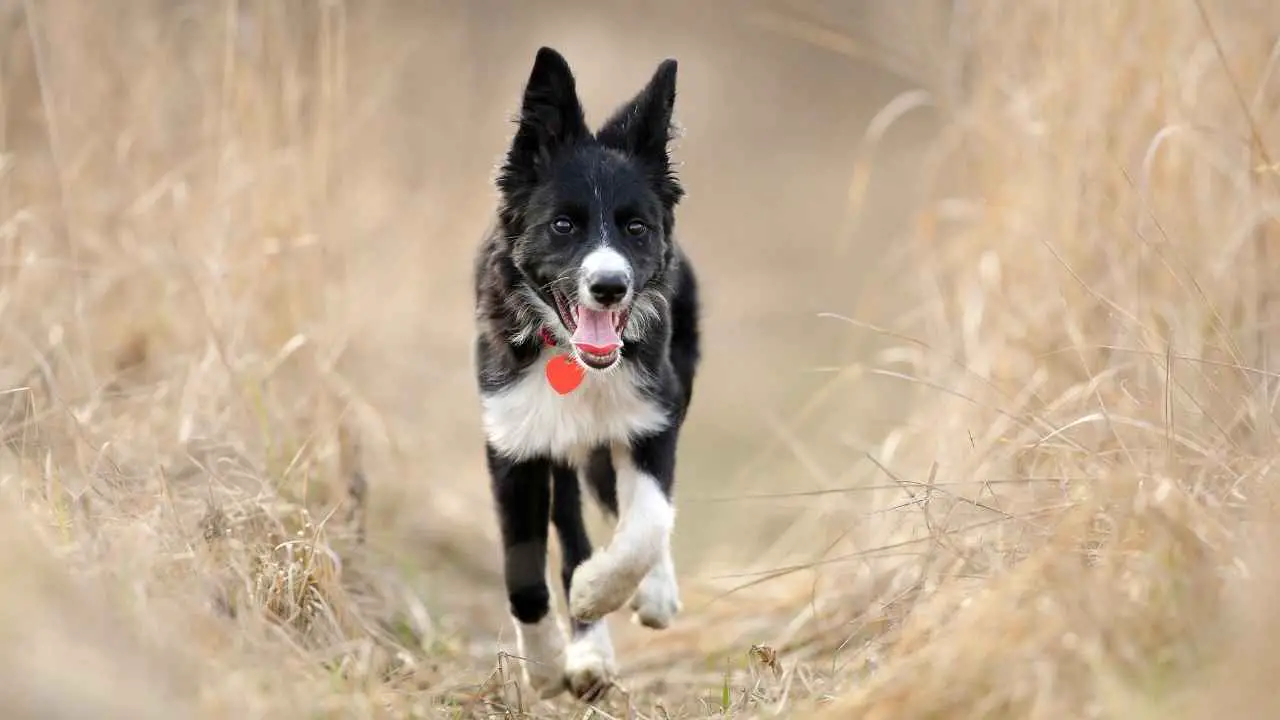 Bordercollie