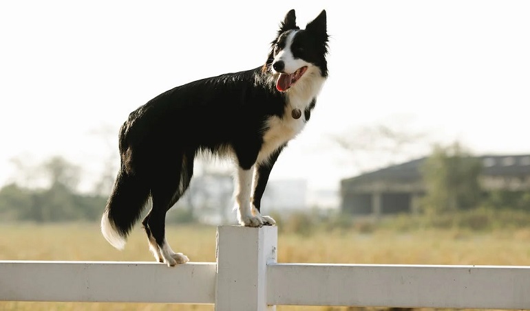 bordercollie-puppy