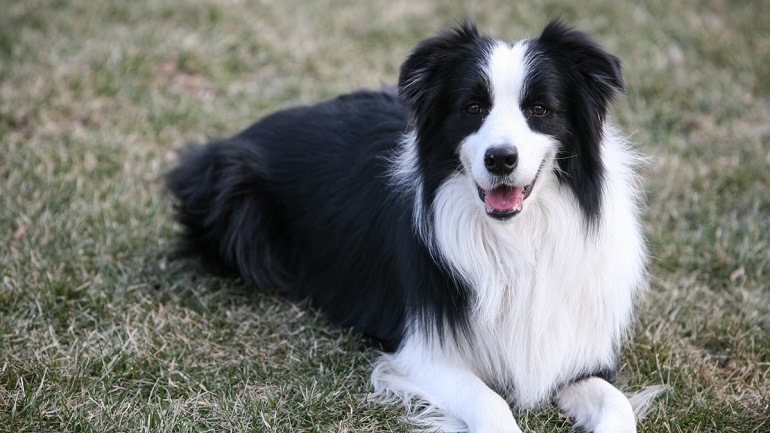 Bordercollie-kleuren