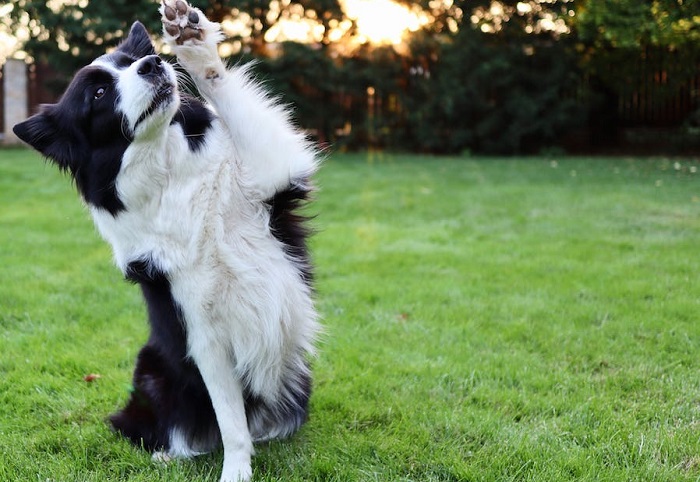 bordercollie kort haar