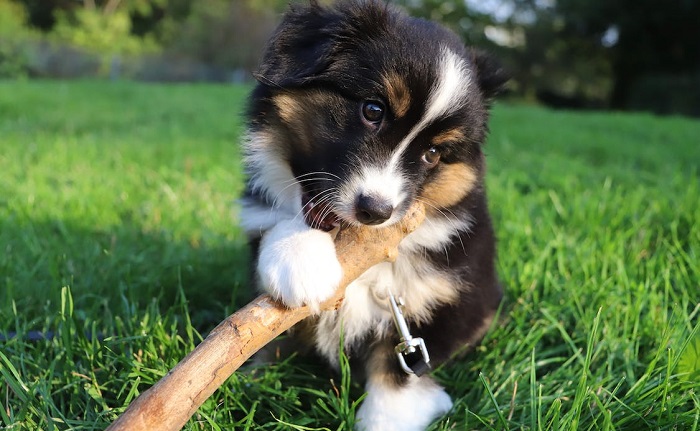 bordercollie-mix