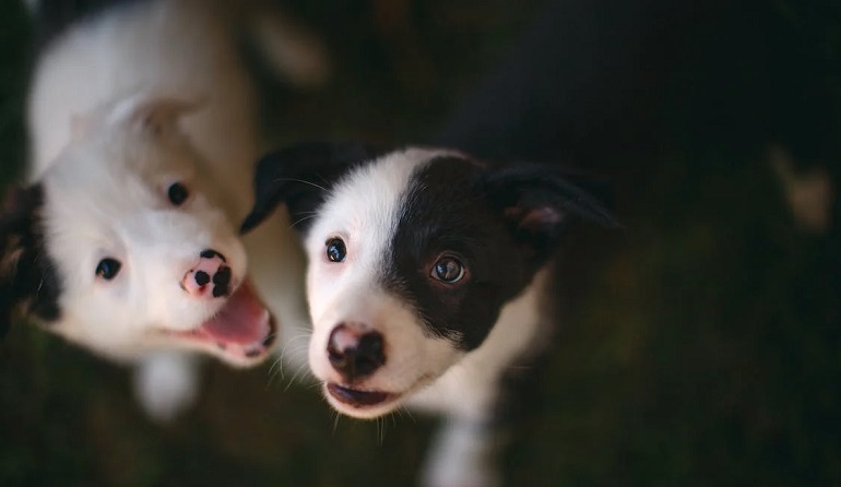 bordercollies