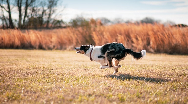 Bordercollie-puppy's