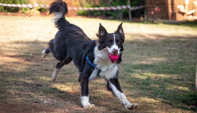 bruine bordercollie