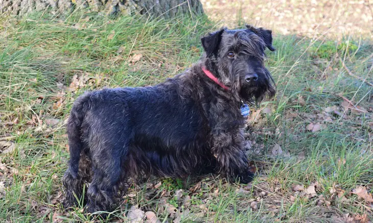 Bouvier Des Flandres-ras
