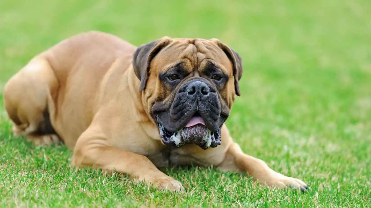 Bull-mastiff