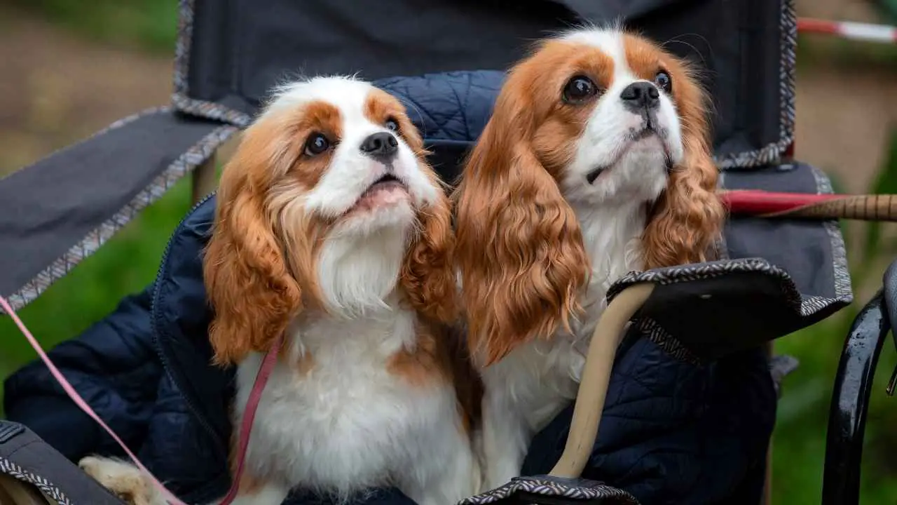 Cavalier King Charles-spaniël