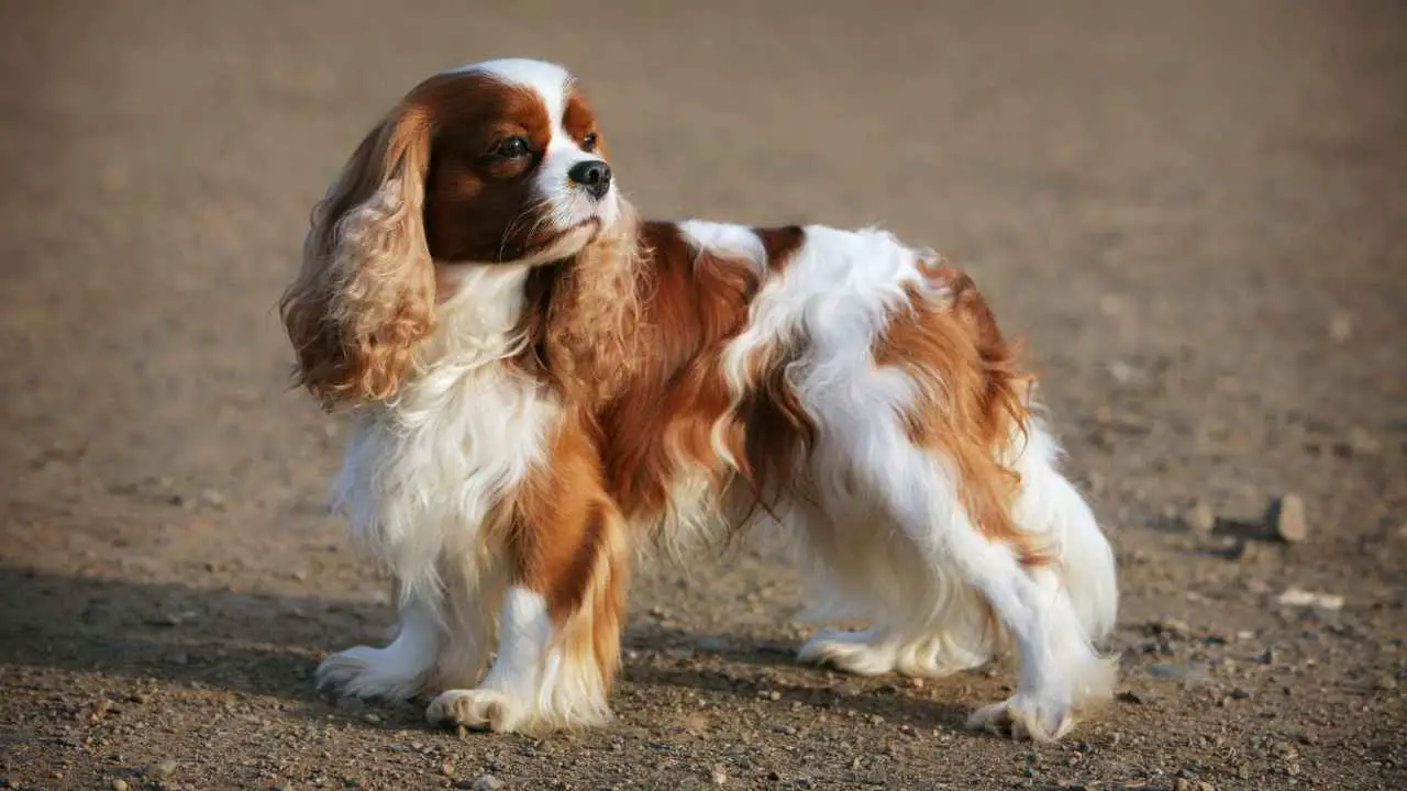 Cavalier King Charles-spaniël