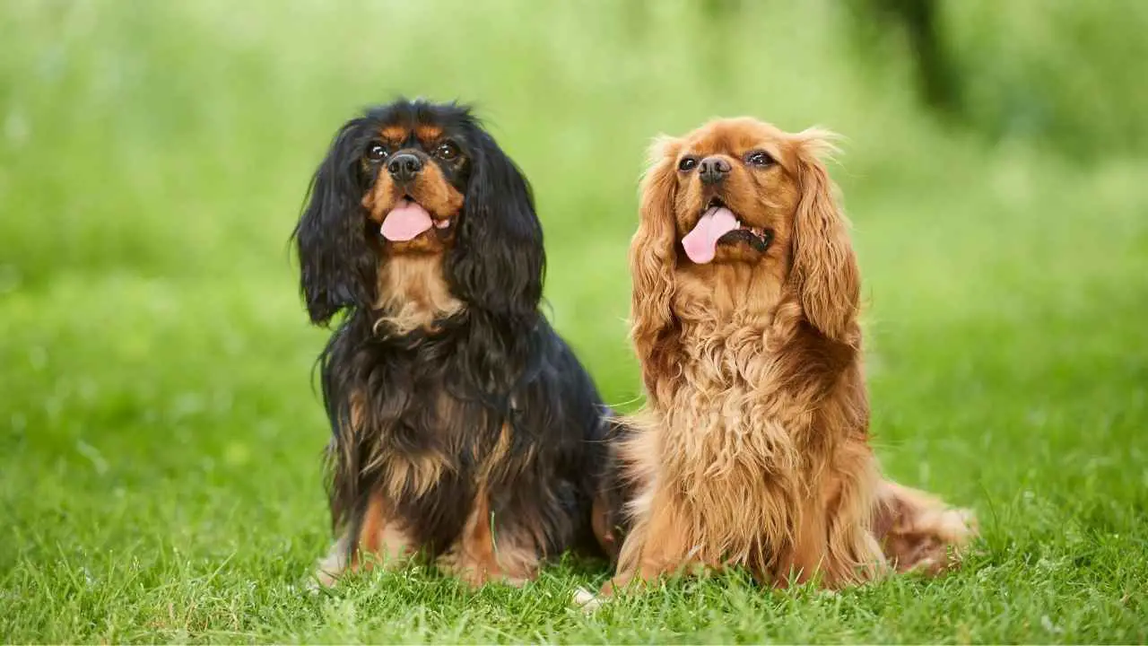 Cavalier King Charles-spaniël