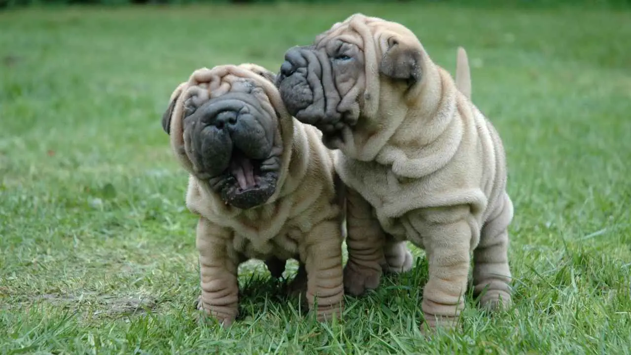 Shar Pei