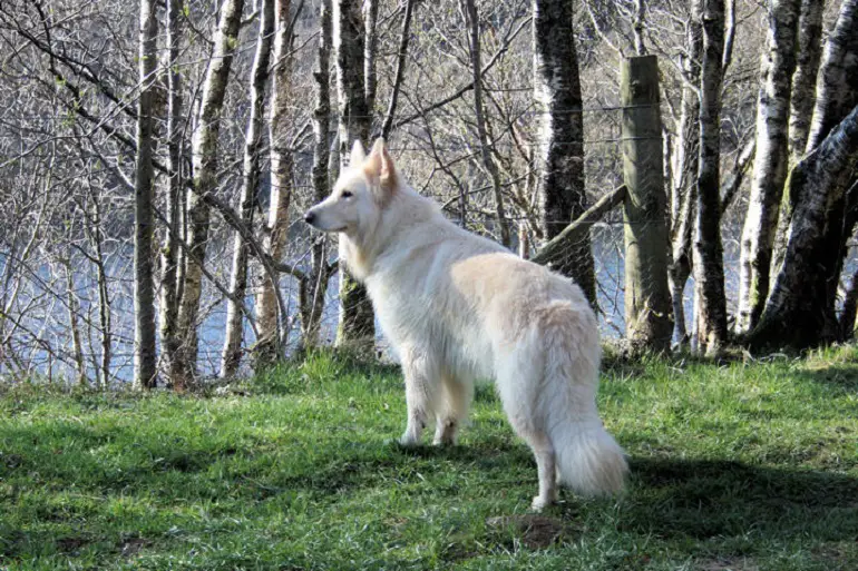 puur witte Duitse herders