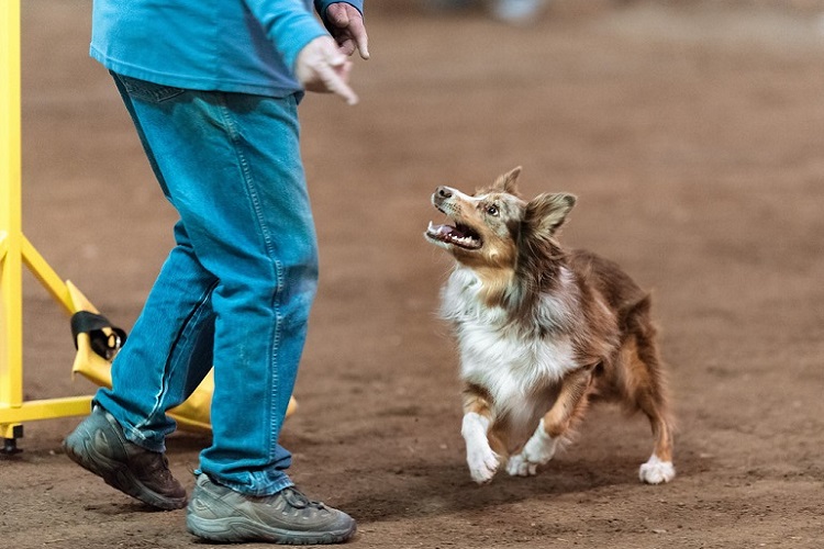 Australische herder