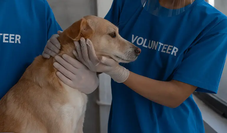 kan ik mijn hond overgeven?
