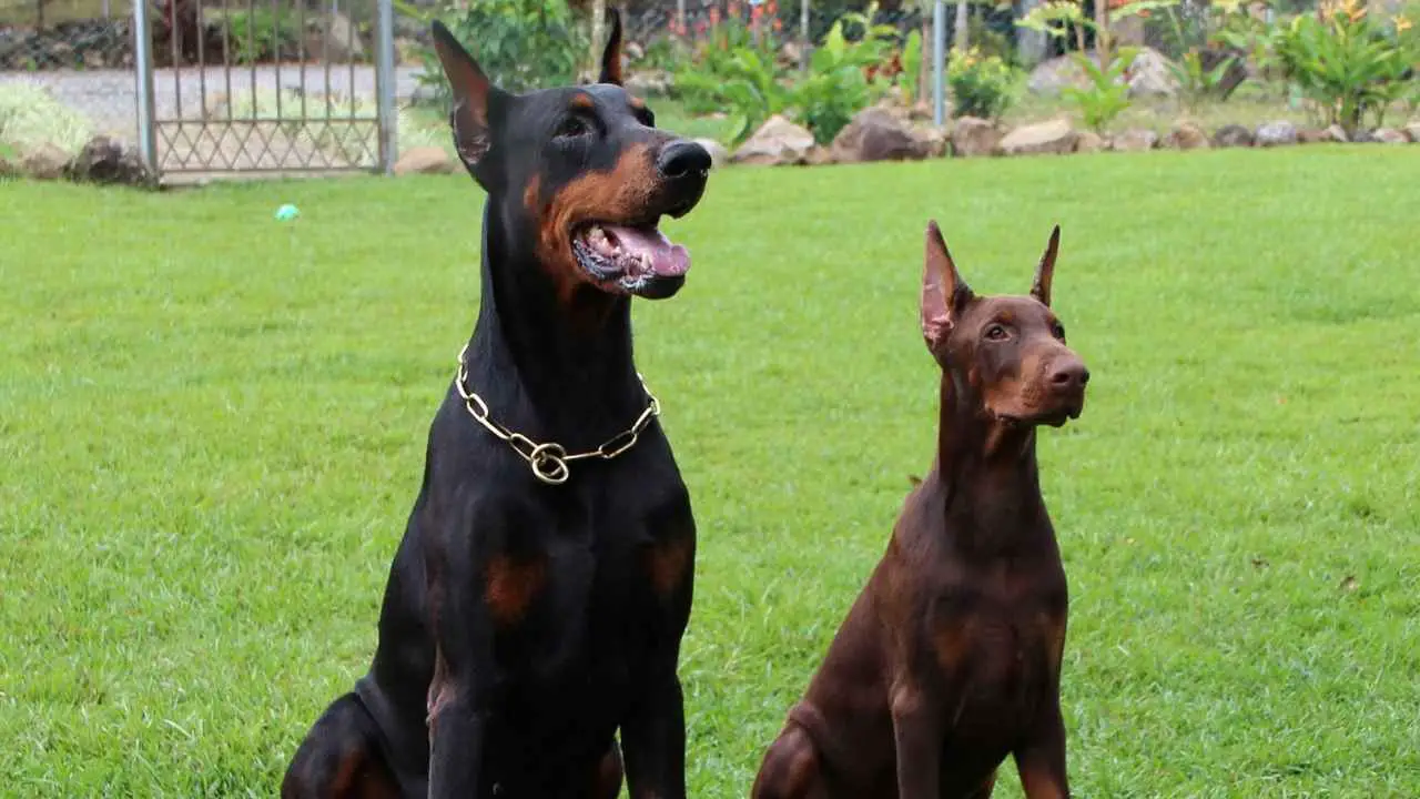 Dobermann Pinscher