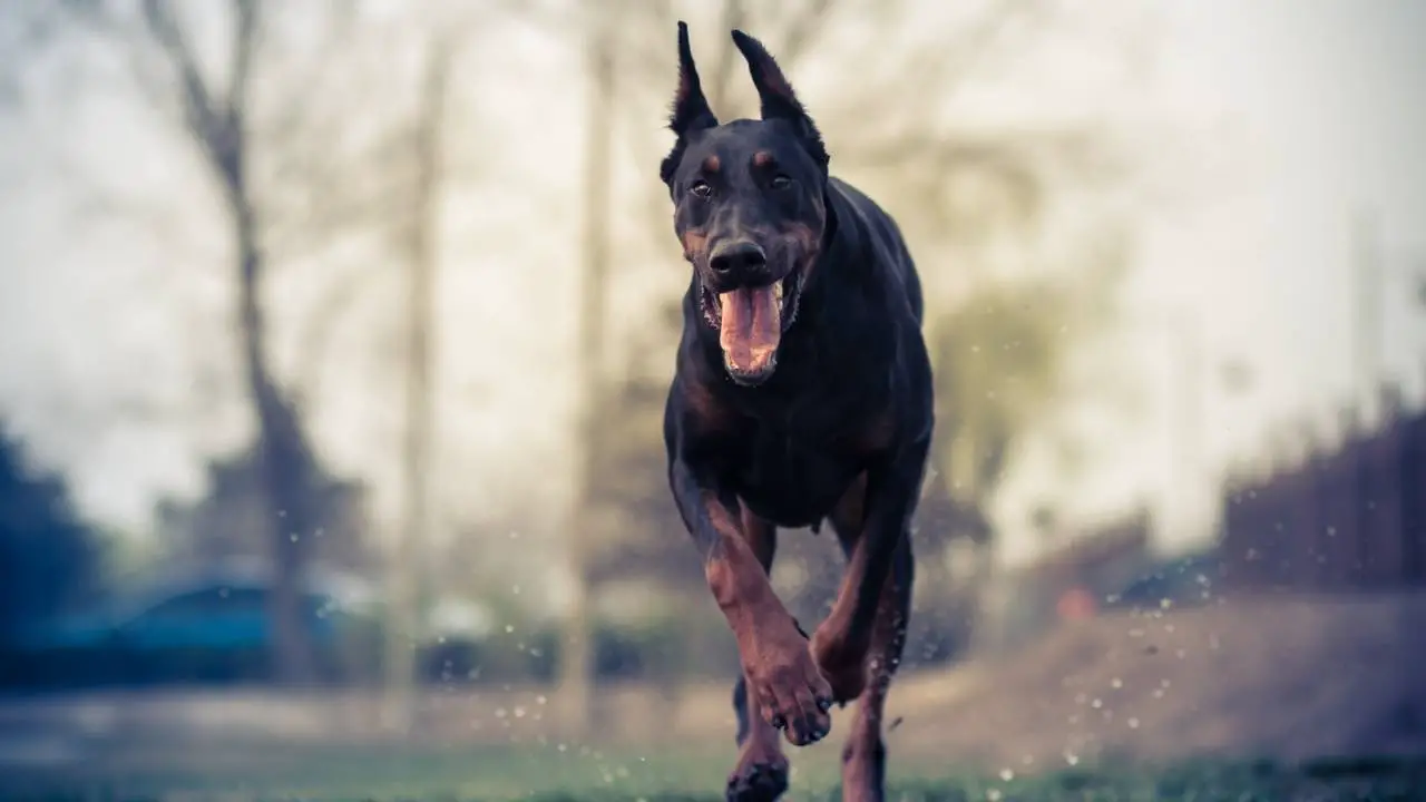 Dobermann Pinscher