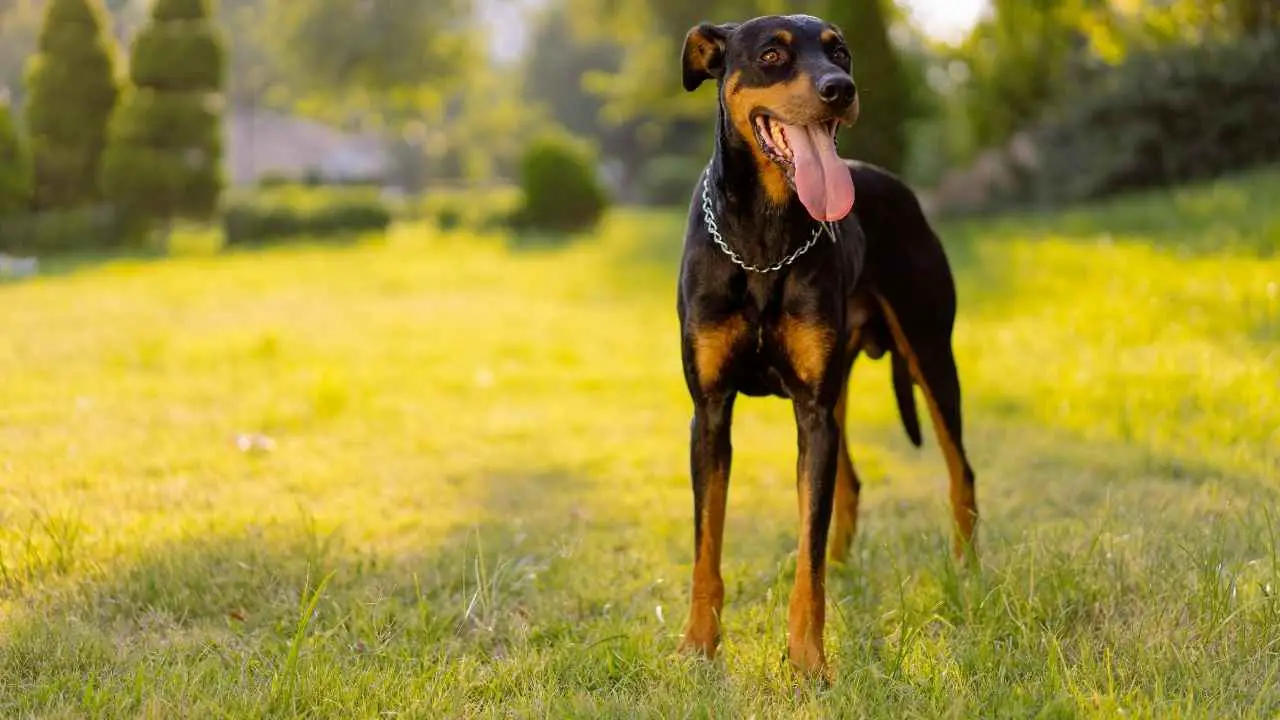 Dobermann Pinscher