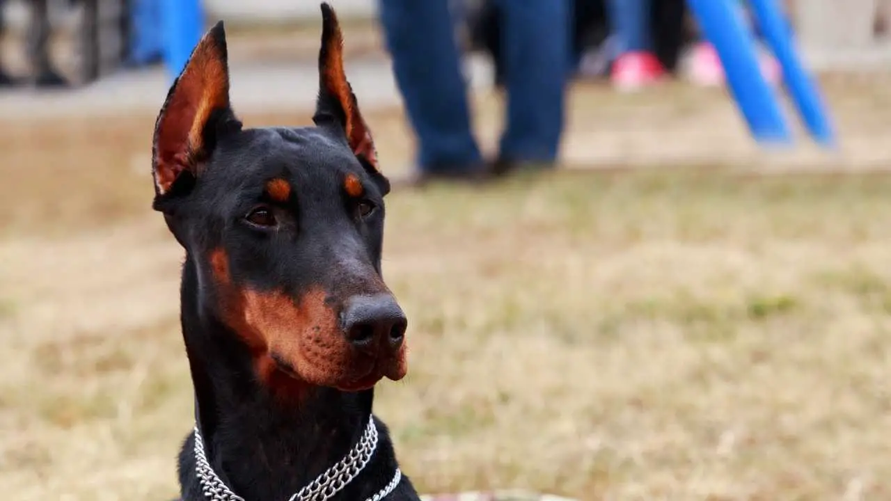 Dobermann Pinscher