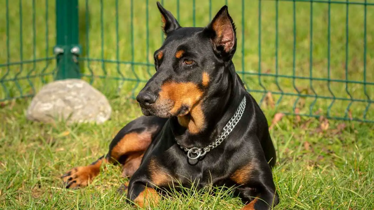 Dobermann Pinscher