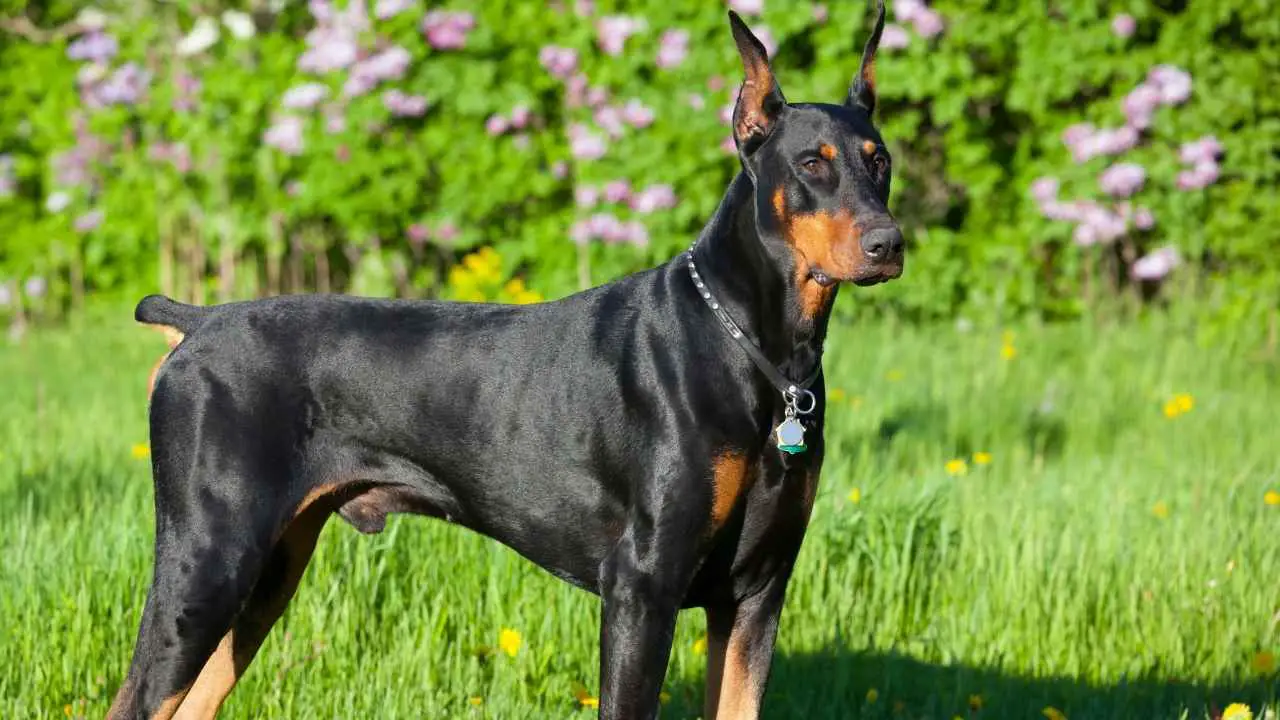 Dobermann Pinscher