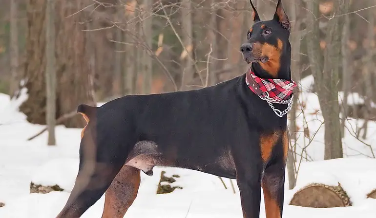 dobermann maat
