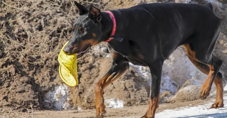 gezondheidsproblemen van dobermanns
