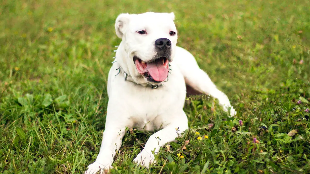 Dogo Argentino