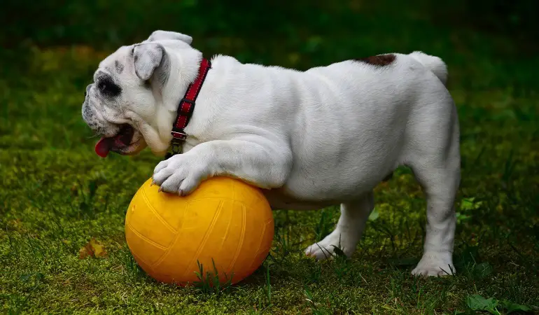 gewicht van de buldog