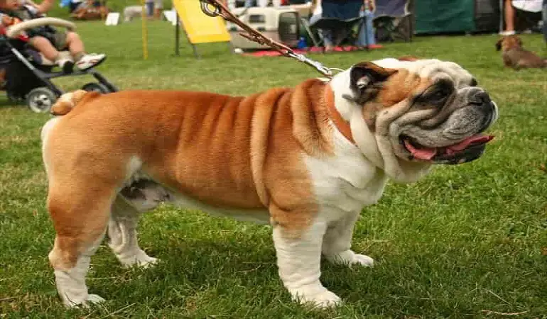 Engelse bulldog reu