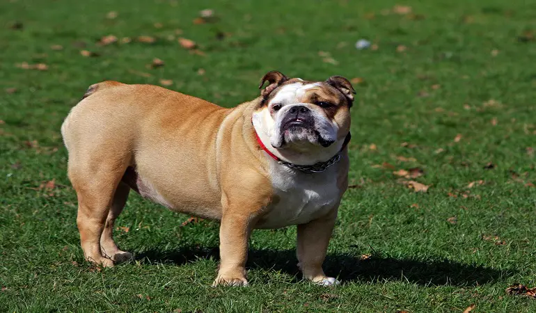 English Bulldog featured image