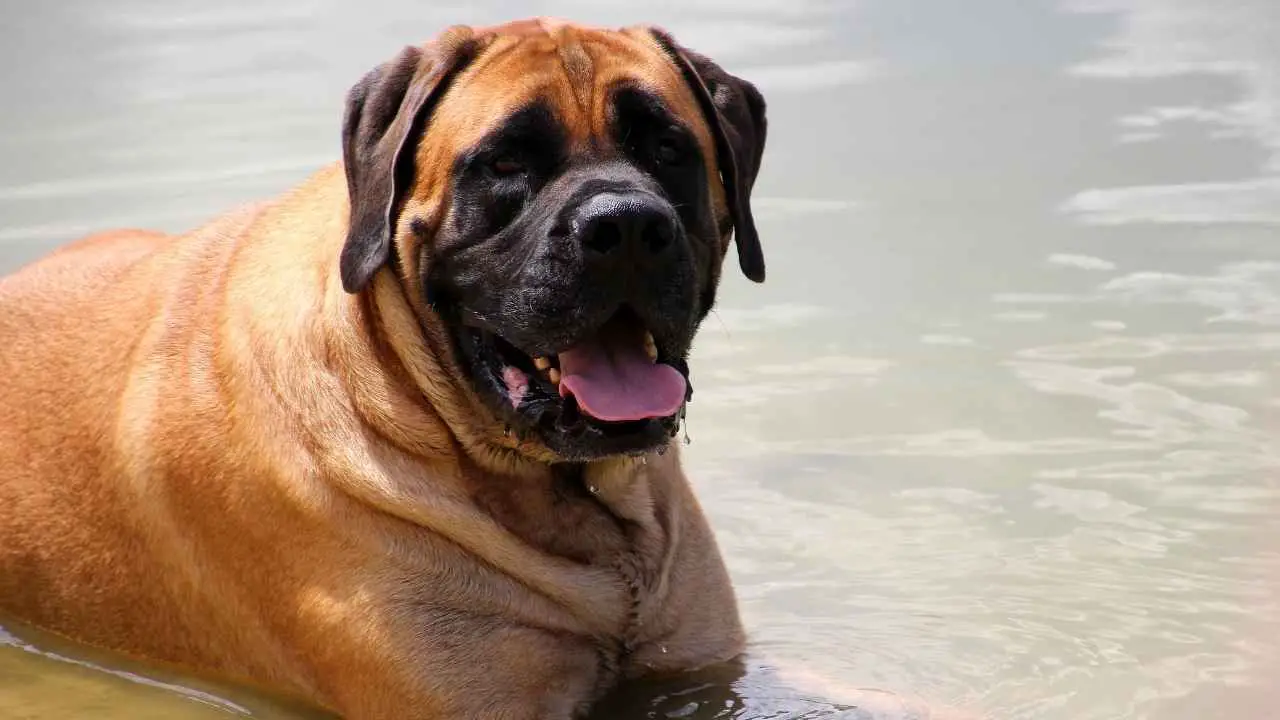 Engelse Mastiff