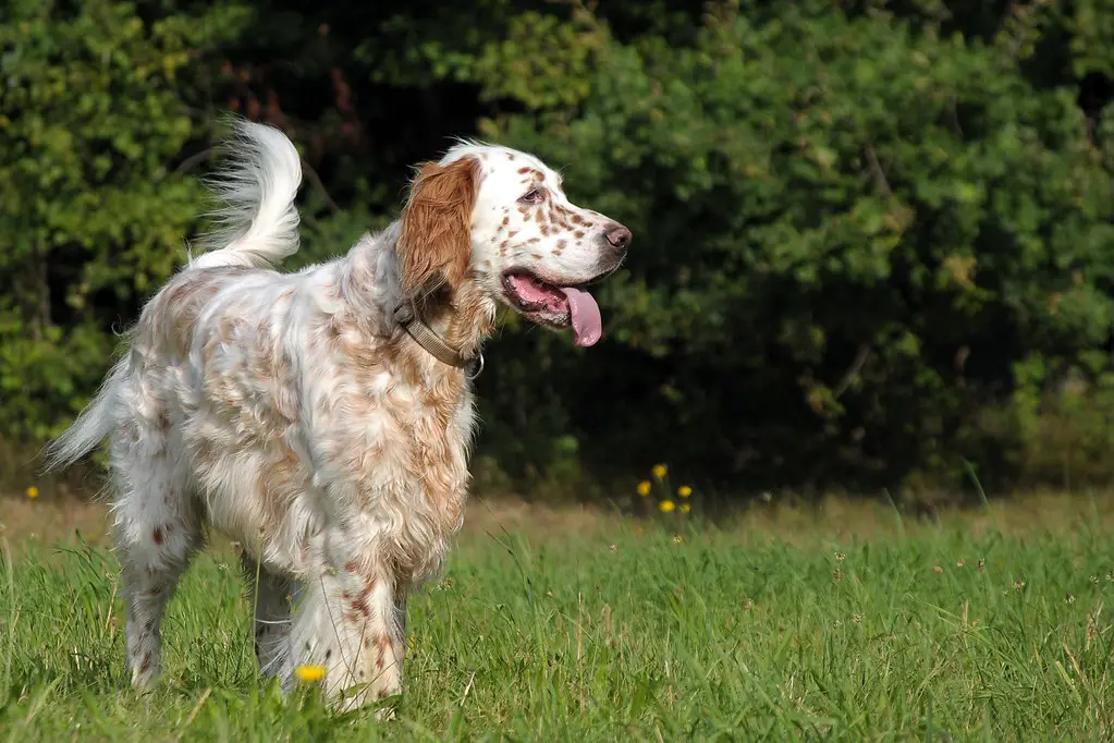 Engelse setterhond
