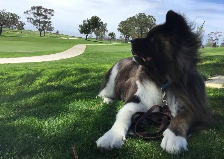 beste riem om een ​​hond te leren lopen