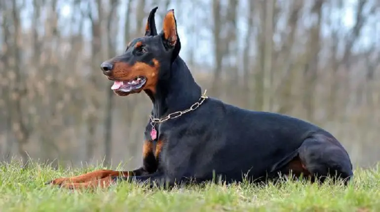 doberman sterk